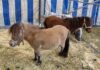 Little Equines