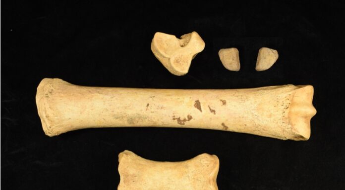 Hoofbeats in Native History