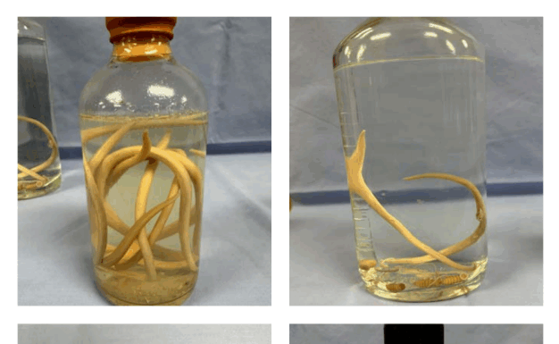 Disown Those Organisms!