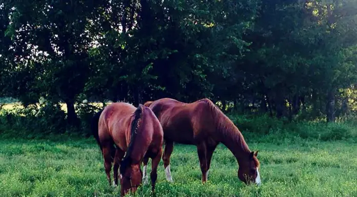 Finding the Best Forage