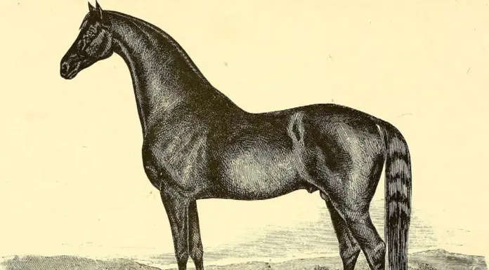 Distinctively American