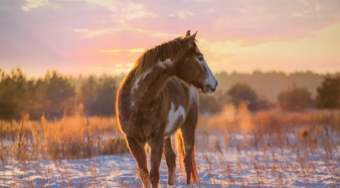 Cold-Season Care for Aging Horses