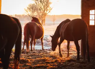 Frosty Weather Barn Prep