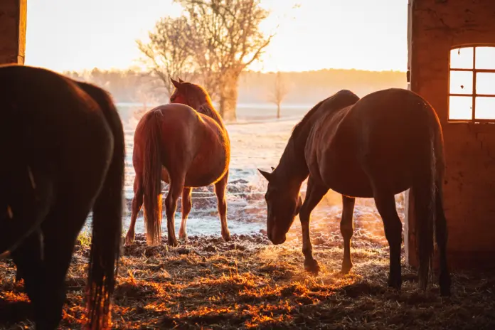 Group of horses exiting the stable on a cold winter morning
