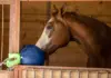 Barn Boredom Busters