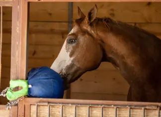Barn Boredom Busters