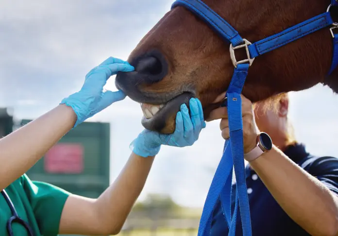 Vet, hand and horse with mouth outdoor for dental examination, teeth hygiene and gum health of healthcare. People, doctor and equine animal for jaw inspection, nutrition impact and service on farm