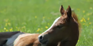Red Bag Foaling