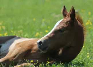 Red Bag Foaling