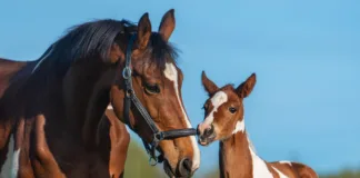 Foal Imprint Training