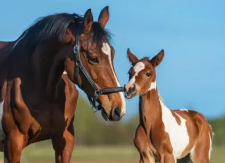 Foal Imprint Training
