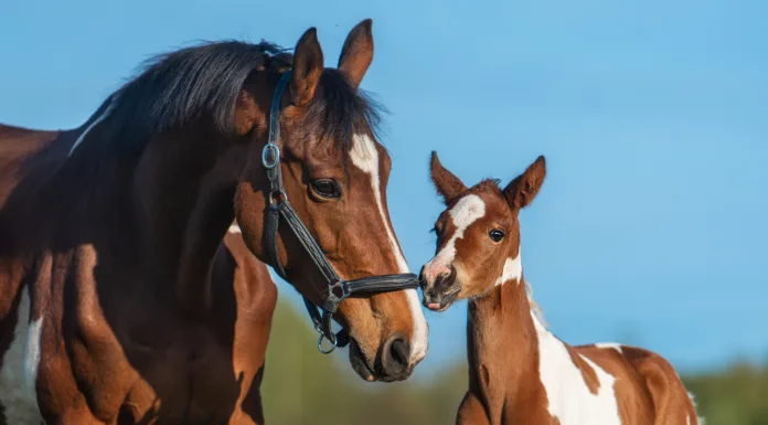 Foal Imprint Training