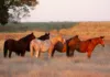 ‘In Those Oklahoma HillsWhere I Was Born’