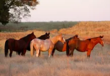 ‘In Those Oklahoma HillsWhere I Was Born’