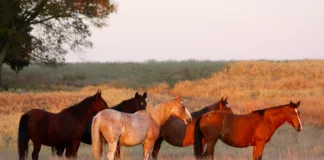 ‘In Those Oklahoma HillsWhere I Was Born’