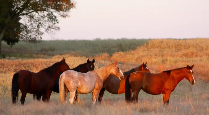 ‘In Those Oklahoma HillsWhere I Was Born’