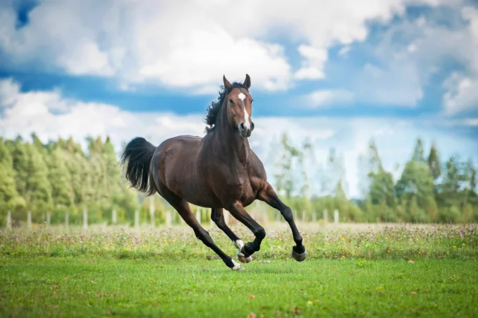 Beautiful warmblood horse running on the field in summer