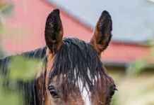 When Spring Showers Bite Back
