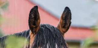 When Spring Showers Bite Back