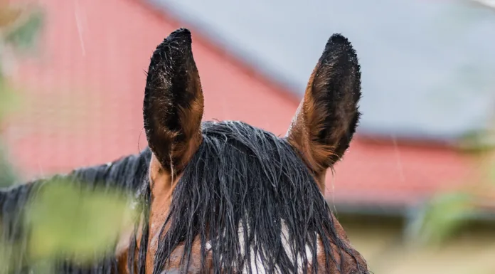 When Spring Showers Bite Back