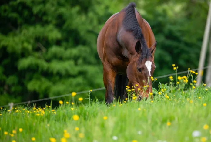 Bay horse eating in summer paddock