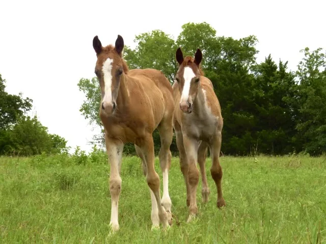 Kay Warner's foals soak in some Oklahoma sunshine at Buffalo Creek Ranch.