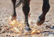 Equine Hoof Care in Oklahoma