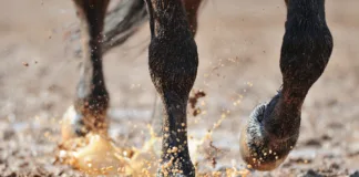 Equine Hoof Care in Oklahoma