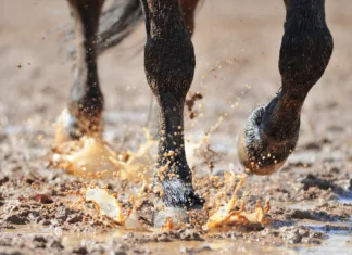 Equine Hoof Care in Oklahoma