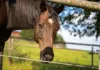Fly Control Myth Versus Reality
