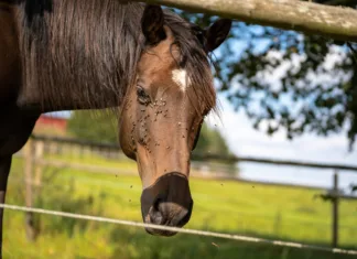 Fly Control Myth Versus Reality