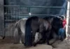 10 Reasons to Adopt a Horse in Need of a Home