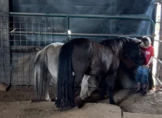 10 Reasons to Adopt a Horse in Need of a Home