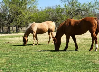Adopt a Horse Month