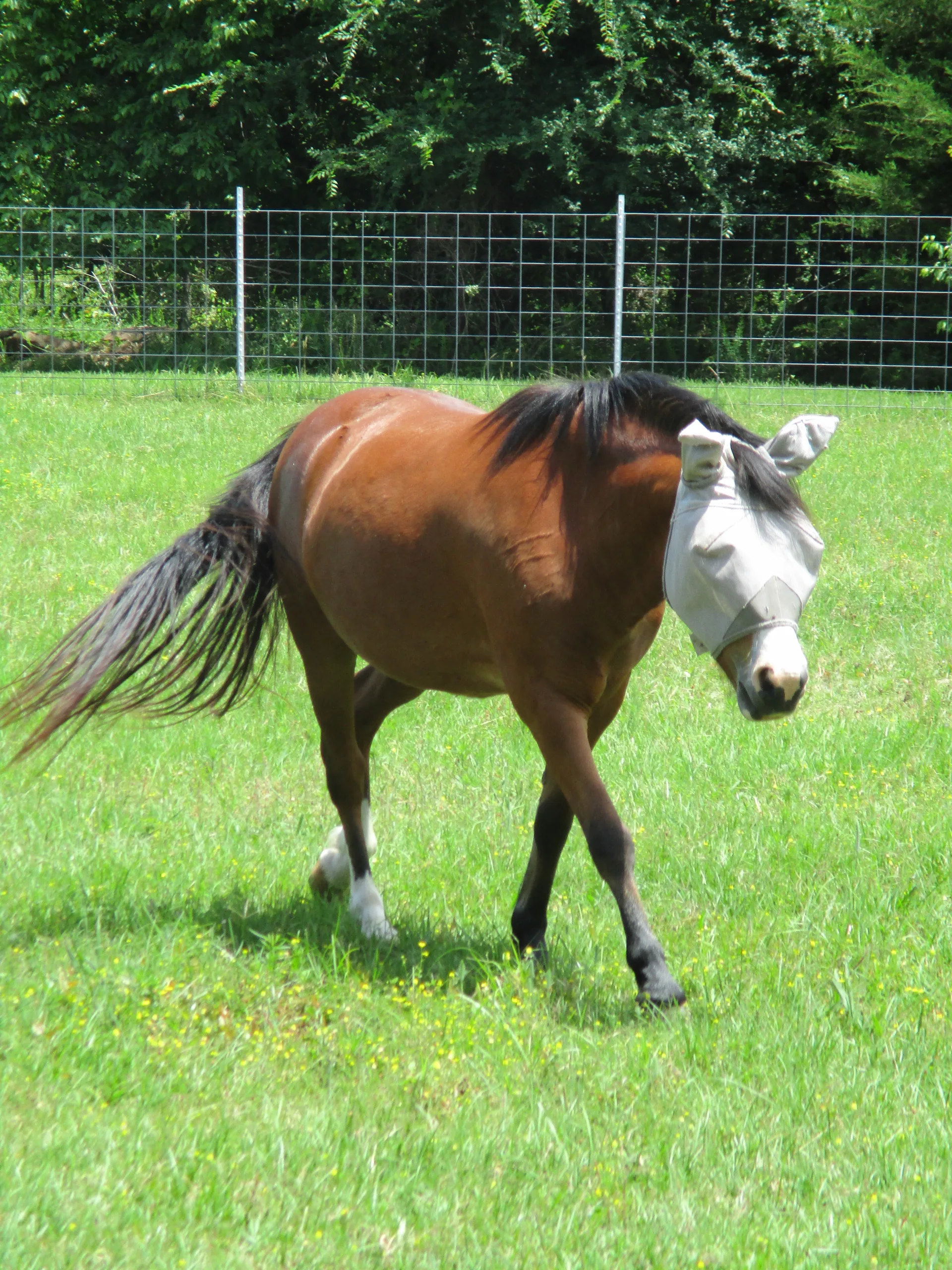 Fly masks prevent flies from feasting on eye discharge. Photo by Ashley Daily.