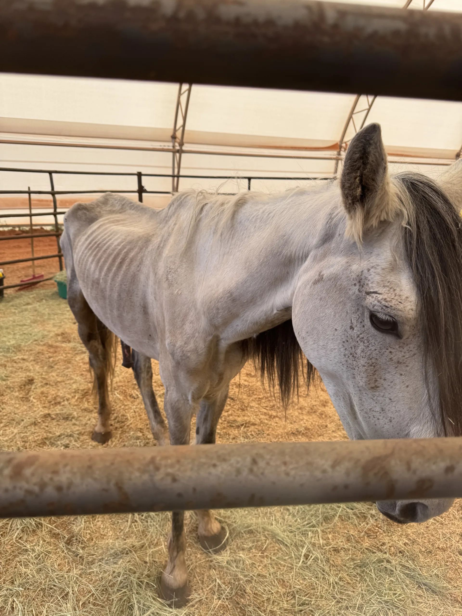 Sahara (Palomino) was adopted from Nexus Equine by Cindi Miles to be a companion horse. Photo courtesy of Cindi Miles.