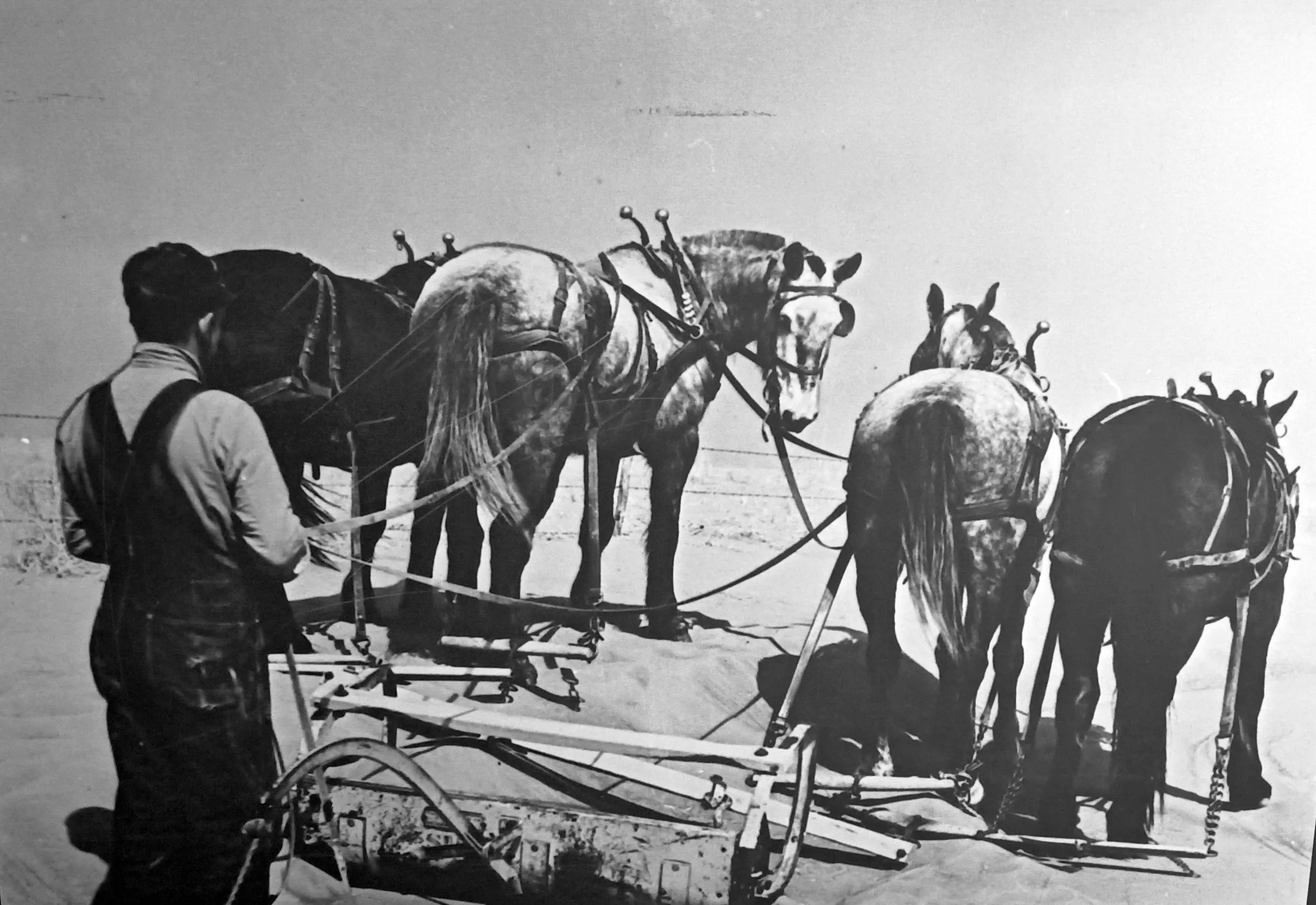 Horse-drawn blades remove drifts of soil which block the highways near Guymon, Oklahoma, circa 1930. OHS 21160.371014. Courtesy of Oklahoma Route 66 Museum, Clinton, Oklahoma.