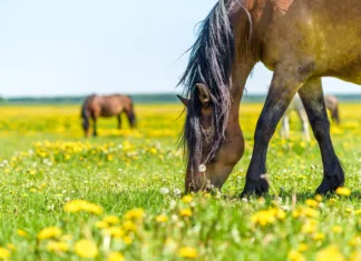10 Smart Ways to Keep Horses Healthy (and Riders Sane) During the Oklahoma Summer 10 Smart Ways to Keep Horses Healthy (and Riders Sane) During the Oklahoma Summer