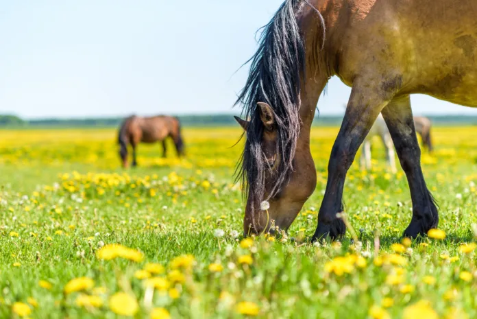A horse in the pasture eats grass, in summer in sunny weather. It is photographed close-up. 10 Smart Ways to Keep Horses Healthy (and Riders Sane) During the Oklahoma Summer