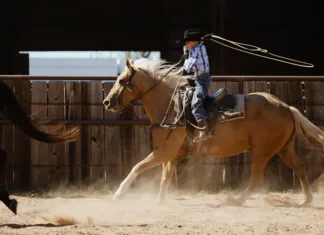 Why Horses Still Matter Why Horses Still Matter