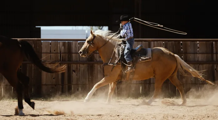 Why Horses Still Matter Why Horses Still Matter