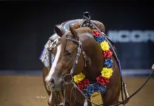 100X Reining Classic Raises the Bar Man Of The Year (Patriot x Joes Genes) made his debut at the 2025 100X Reining Classic by capturing The Invitational Open Futurity with Andrea Fappani, scoring 225. Photo by Chelsea Schneider Media.
