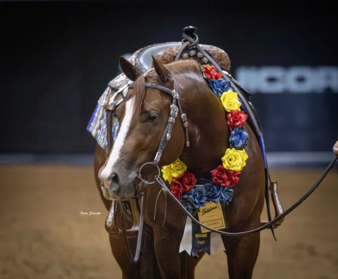 Man Of The Year (Patriot x Joes Genes) made his debut at the 2025 100X Reining Classic by capturing The Invitational Open Futurity with Andrea Fappani, scoring 225. Photo by Chelsea Schneider Media.