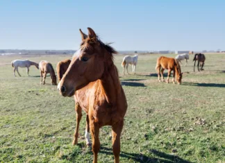 What Your Horse Is Trying to Tell You What Your Horse Is Trying to Tell You
