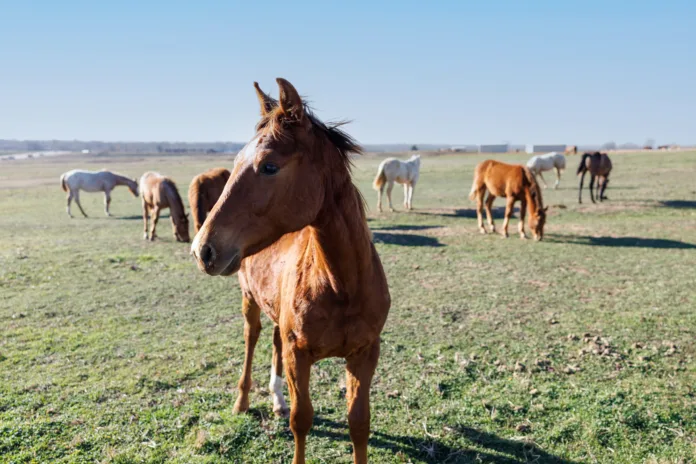 What Your Horse Is Trying to Tell You