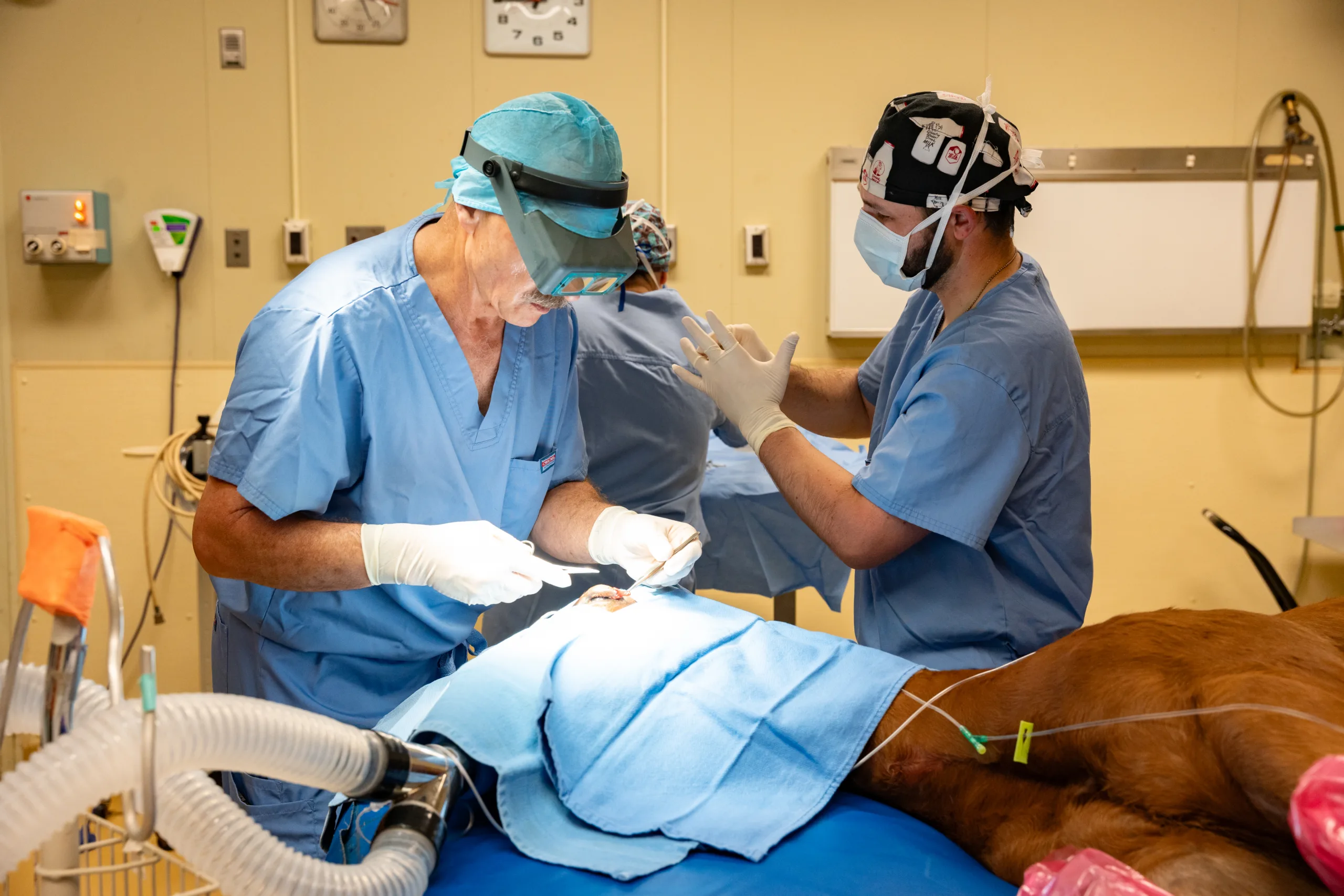Burba performing equine surgery. Photo courtesy of Oklahoma State University.