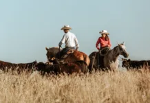 Stuk B Ranch Riders move cattle across Stuk B Ranch pasture at sunset.