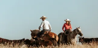 Stuk B Ranch Riders move cattle across Stuk B Ranch pasture at sunset.