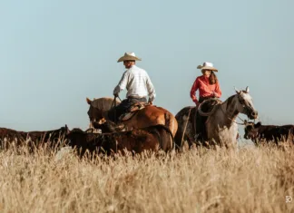 Stuk B Ranch Riders move cattle across Stuk B Ranch pasture at sunset.