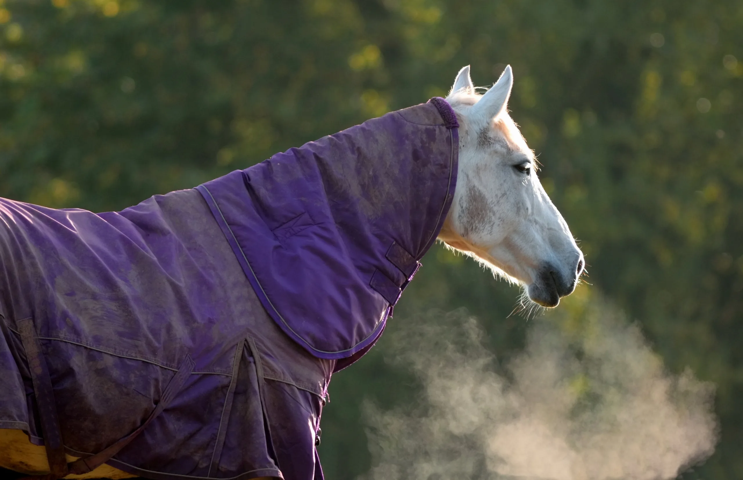 Blanketing is one consideration to help senior horses maintain proper body temperature.